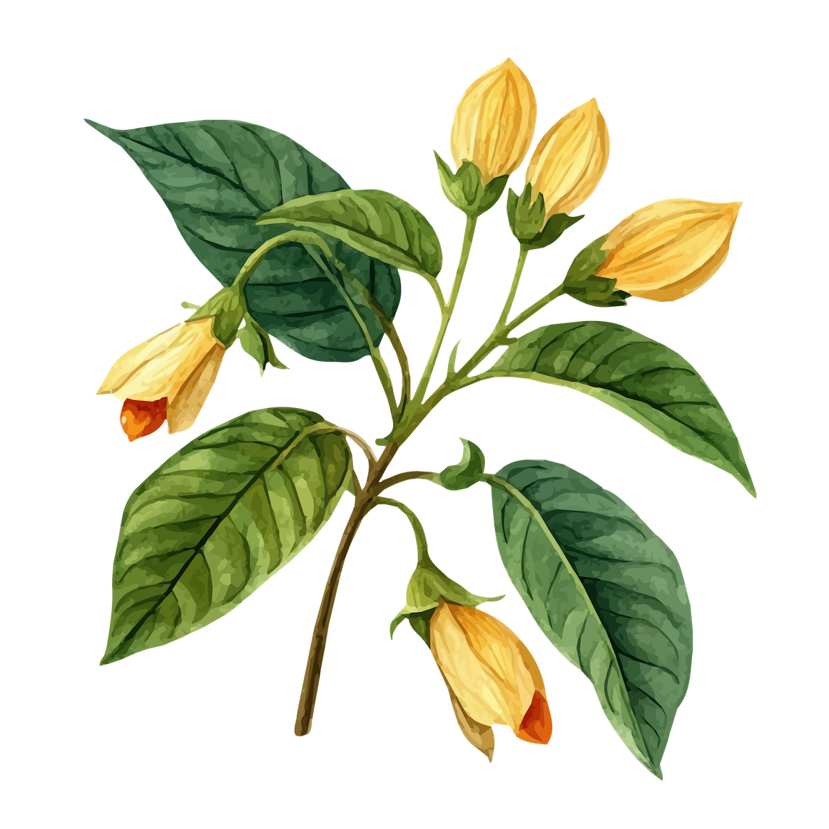 Ashwagandha SKE Vital Adaptogene