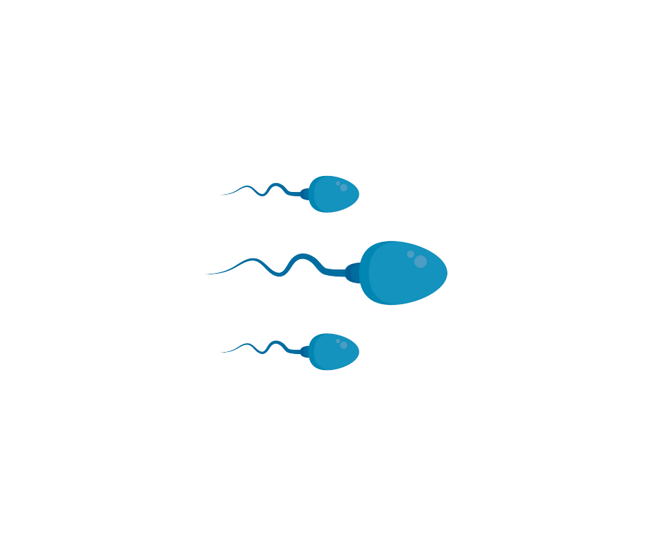 Spermienqualität