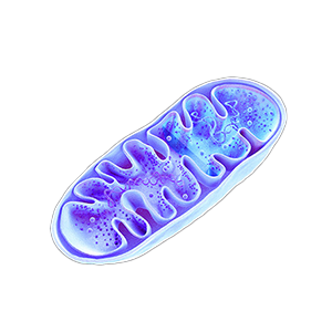 Mitochondria Kopie